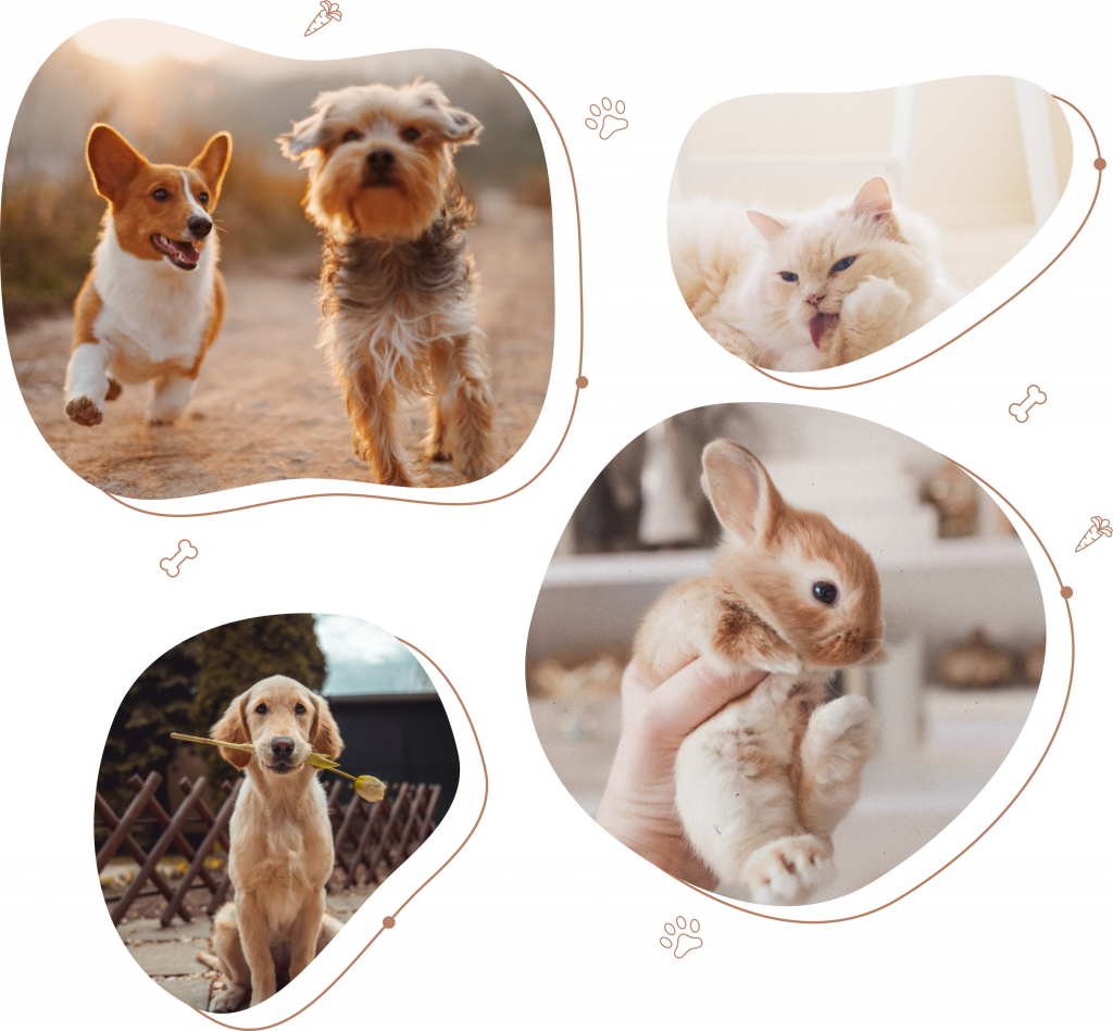 Anima Garde - Garde d'animaux à domicile Valenciennois - Marly