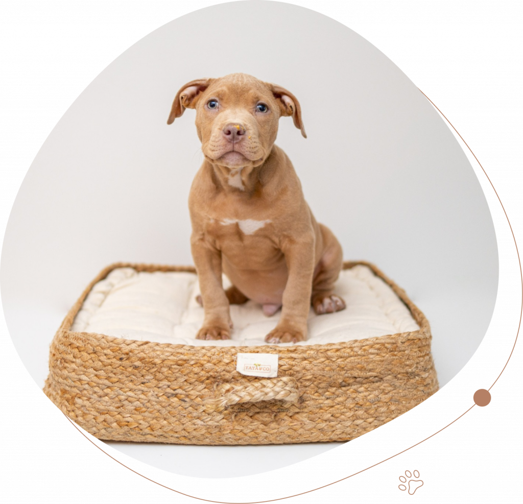 Anima Garde - Garde d'animaux à domicile Valenciennois - Marly