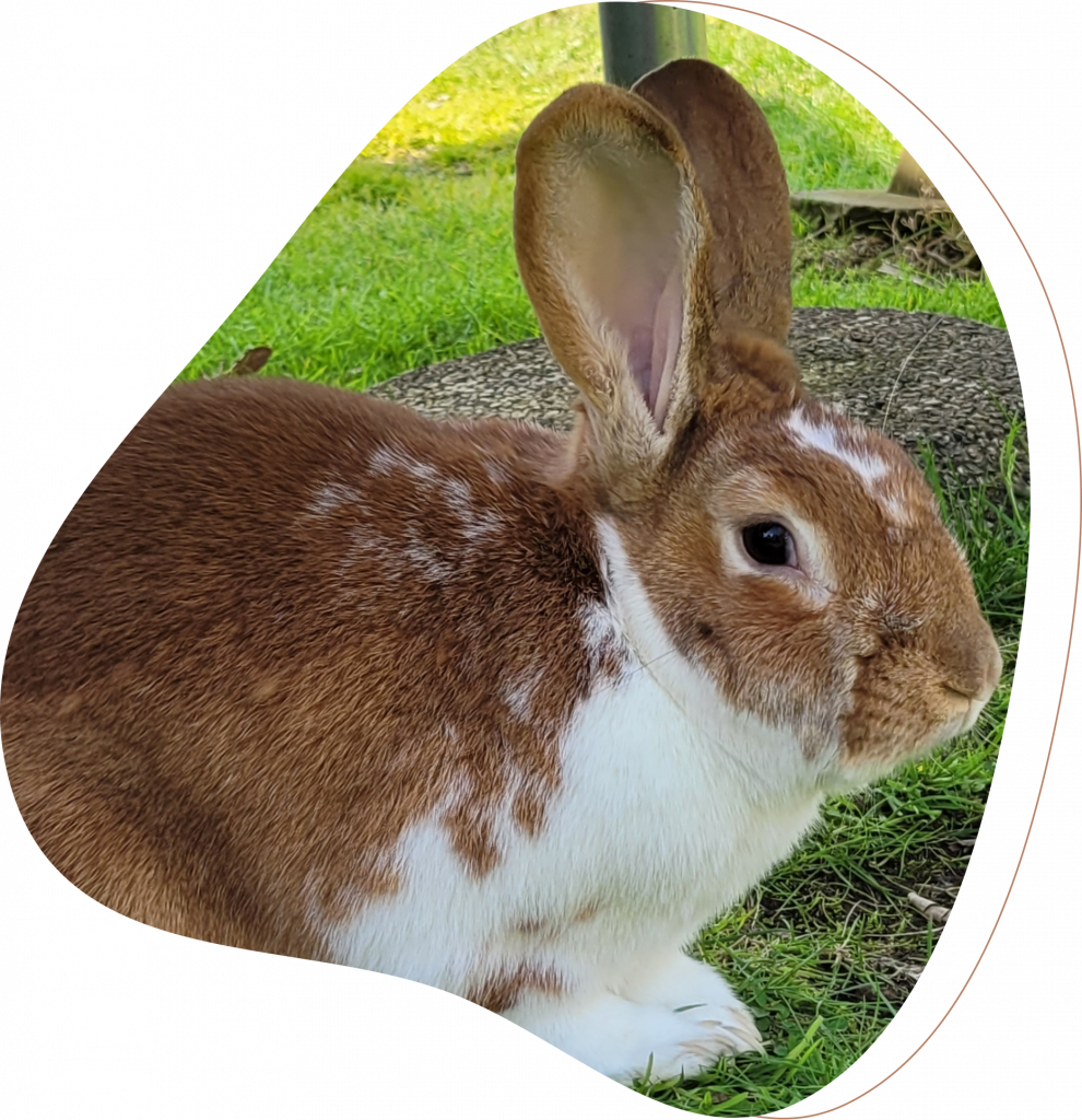 Filou Lapine - Anima Garde