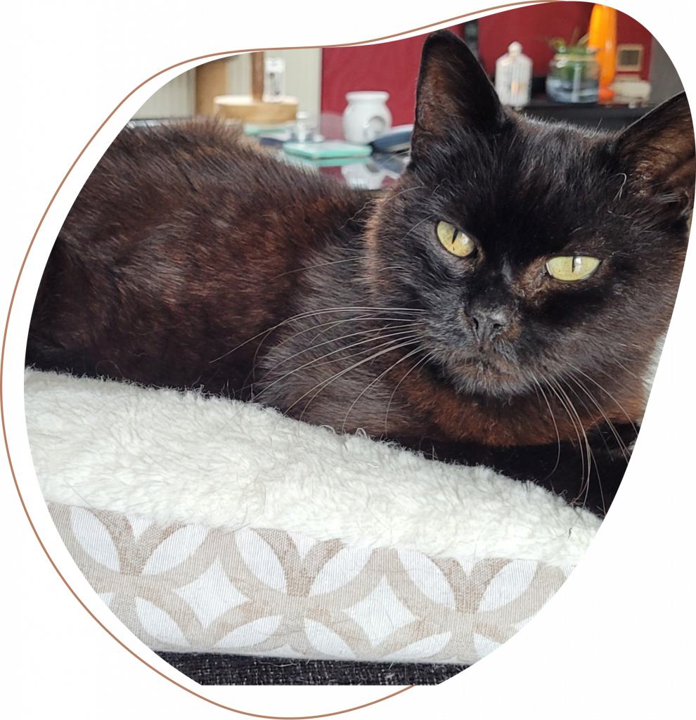 Anima Garde - Garde d'animaux à domicile Valenciennois - Marly