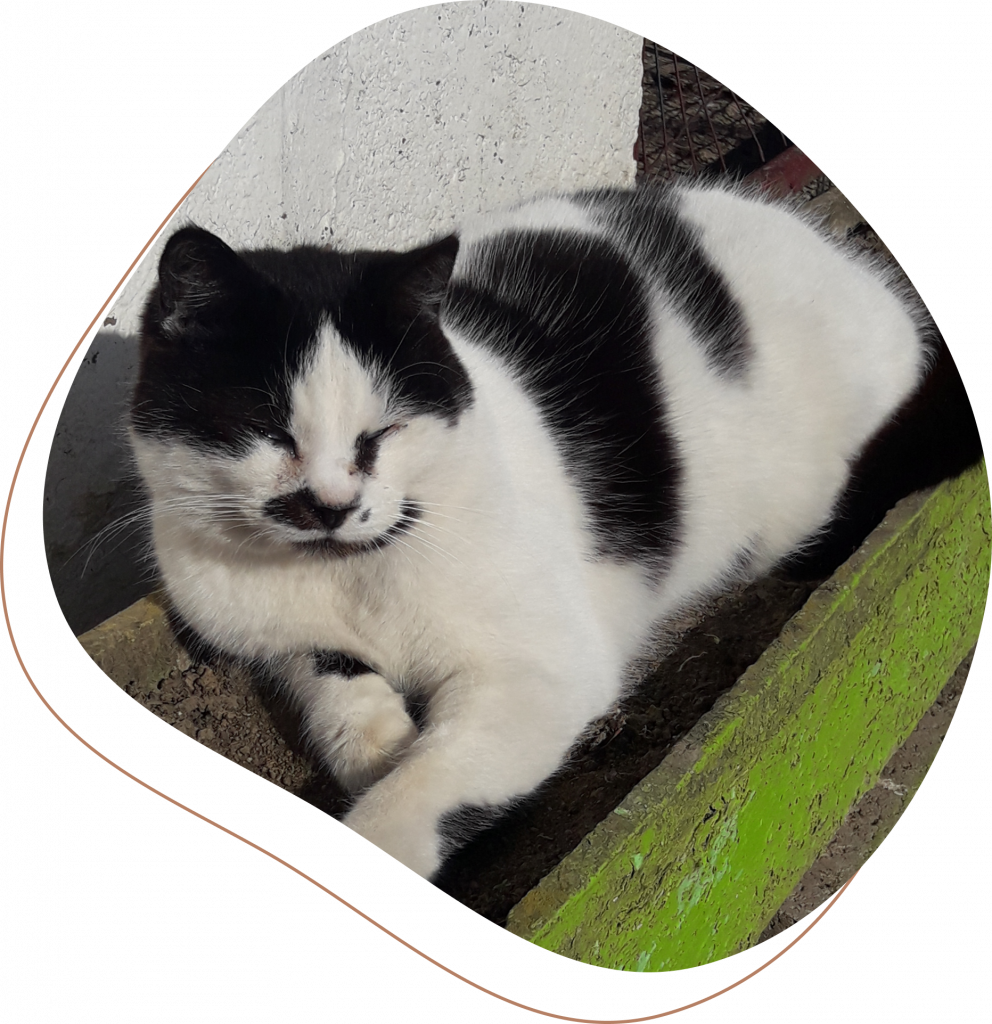 Anima Garde - Garde d'animaux à domicile Valenciennois - Marly