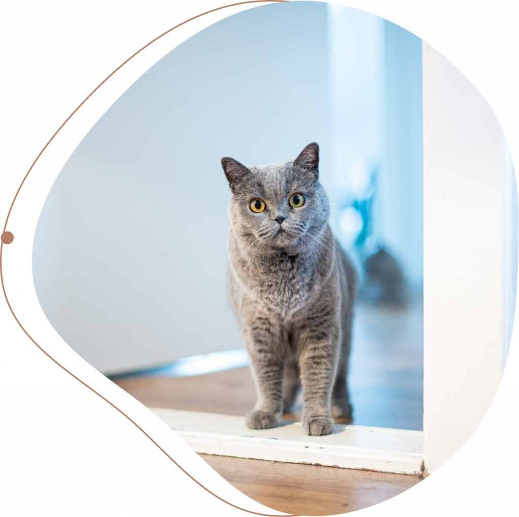 Anima Garde - Garde d'animaux à domicile Valenciennois - Marly