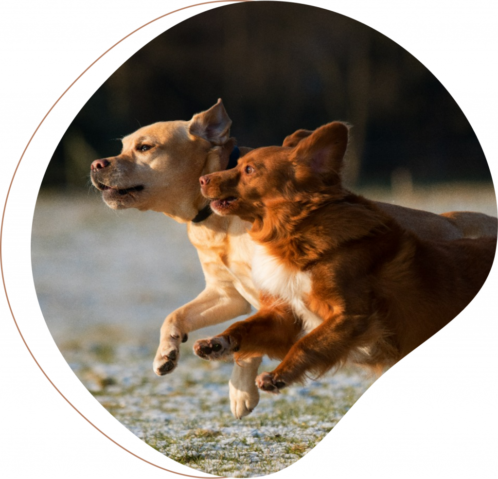 Anima Garde - Garde d'animaux à domicile Valenciennois - Marly - Petsitter