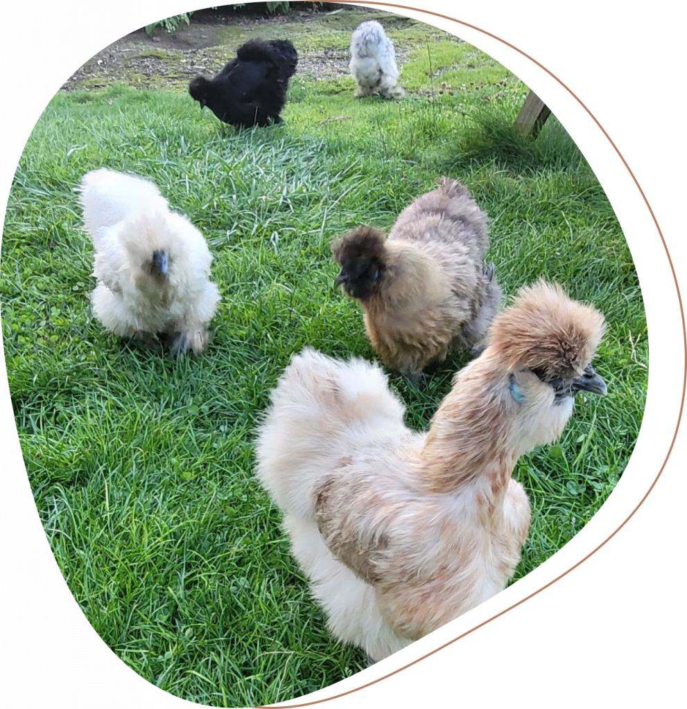 Anima Garde - Garde d'animaux à domicile Valenciennois - Marly